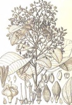 Shorea siamensis Dark red meranti, Light red meranti, Red lauan Shorea siamensis Dark red meranti, Light red meranti, Red lauan